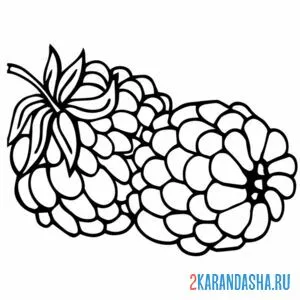 Раскраска две ягоды малины