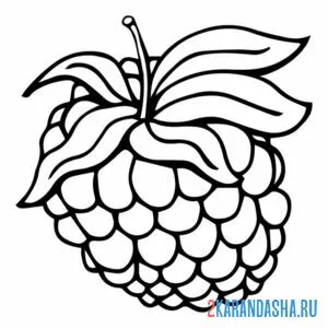 Раскраска малинка