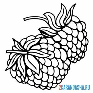 Раскраска малина стебель