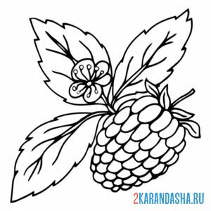 Раскраска малина цветение