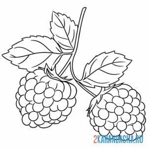 Раскраска малина