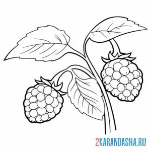 Раскраска малина на кустике