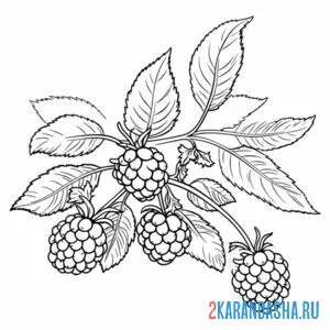 Раскраска много малине на кусте