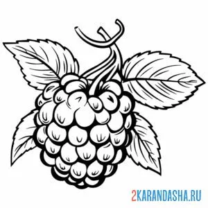 Раскраска малина сочная ягода