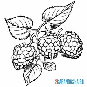 Раскраска крупные ягоды малина