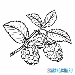 Раскраска малина как настоящая