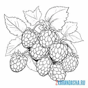 Раскраска много малины на веточке