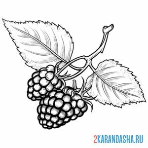 Раскраска малина кустик