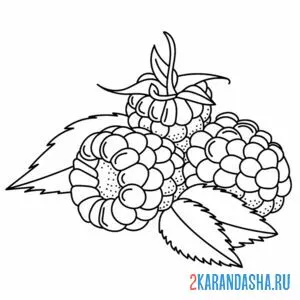 Раскраска малина лежит