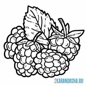 Раскраска малина сорванная