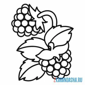 Раскраска малина съедобная