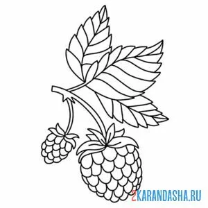 Раскраска малина две ягоды