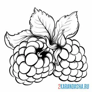 Раскраска малина аппетитная