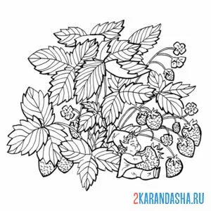 Раскраска куст клубники