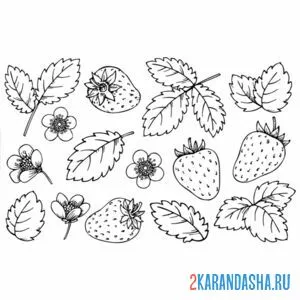 Раскраска листья клубники