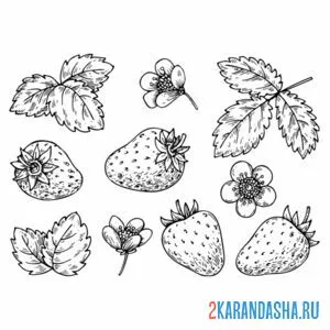 Раскраска россыпь клубники