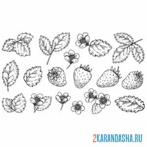 Раскраска клубничные листья