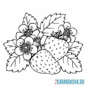 Раскраска цветение клубники