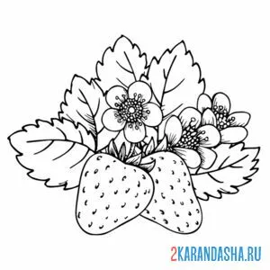 Раскраска клубника зацвела