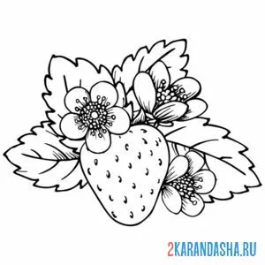 Раскраска цветет клубника