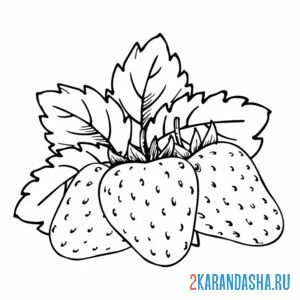 Раскраска клубника летняя