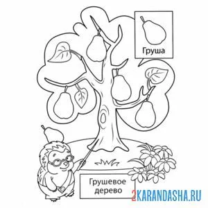 Раскраска грушевое дерево