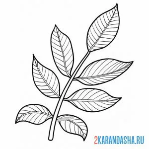 Раскраска веточка с листьями 7 листочков онлайн