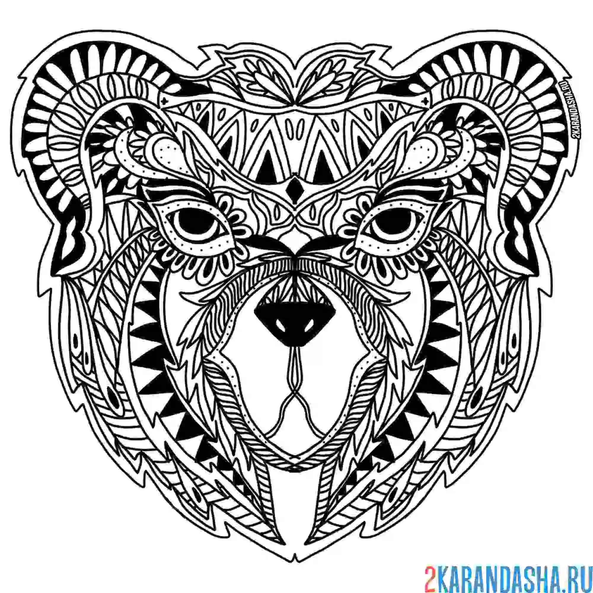 Раскраска голова медведя