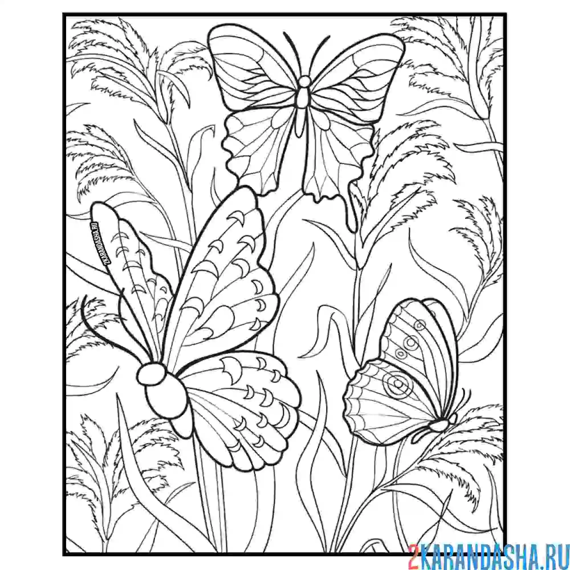 Раскраска бабочки