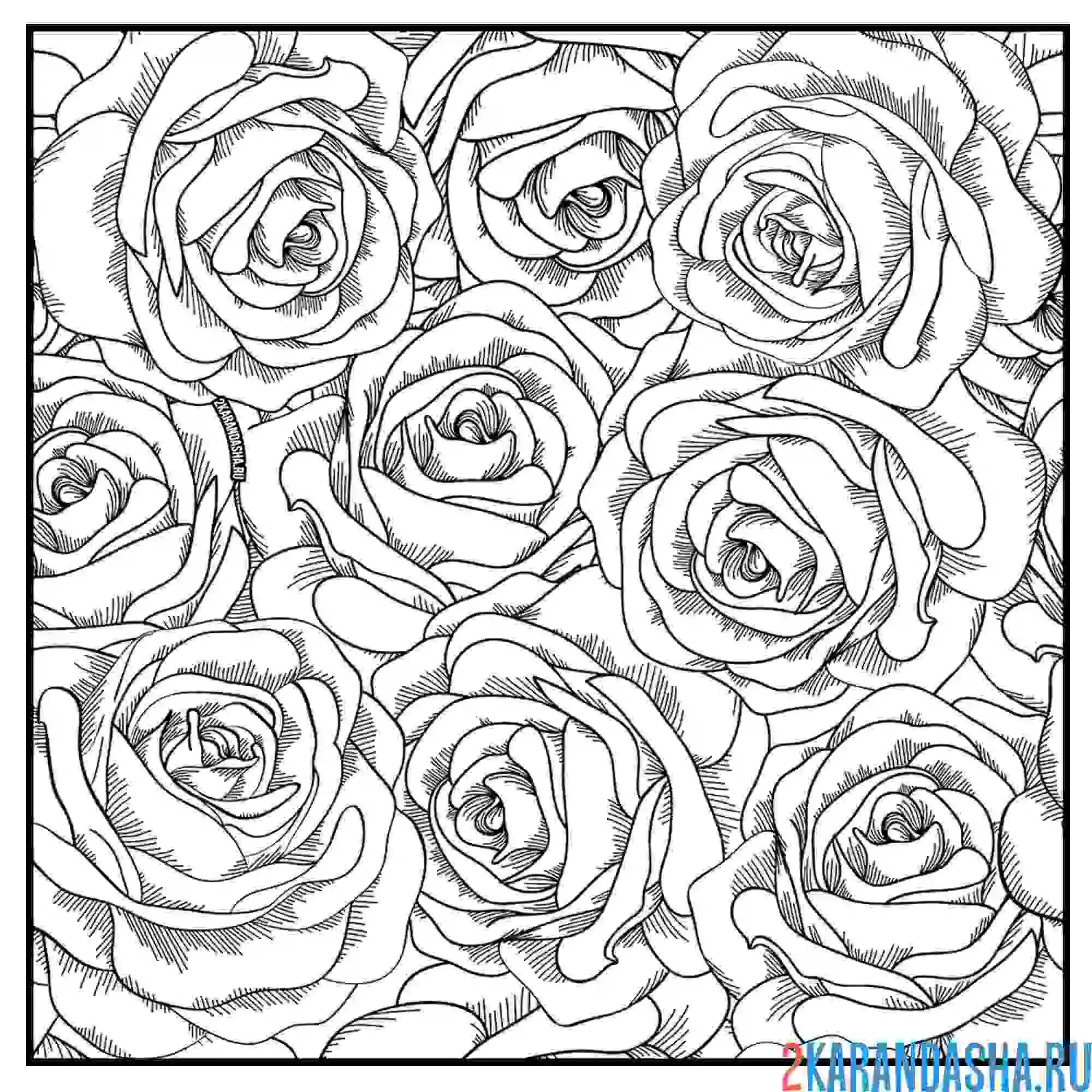 Раскраска розы цветы