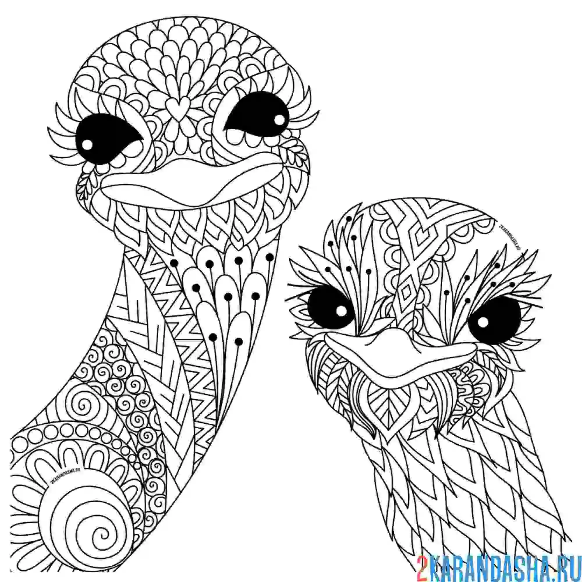 Раскраска страус