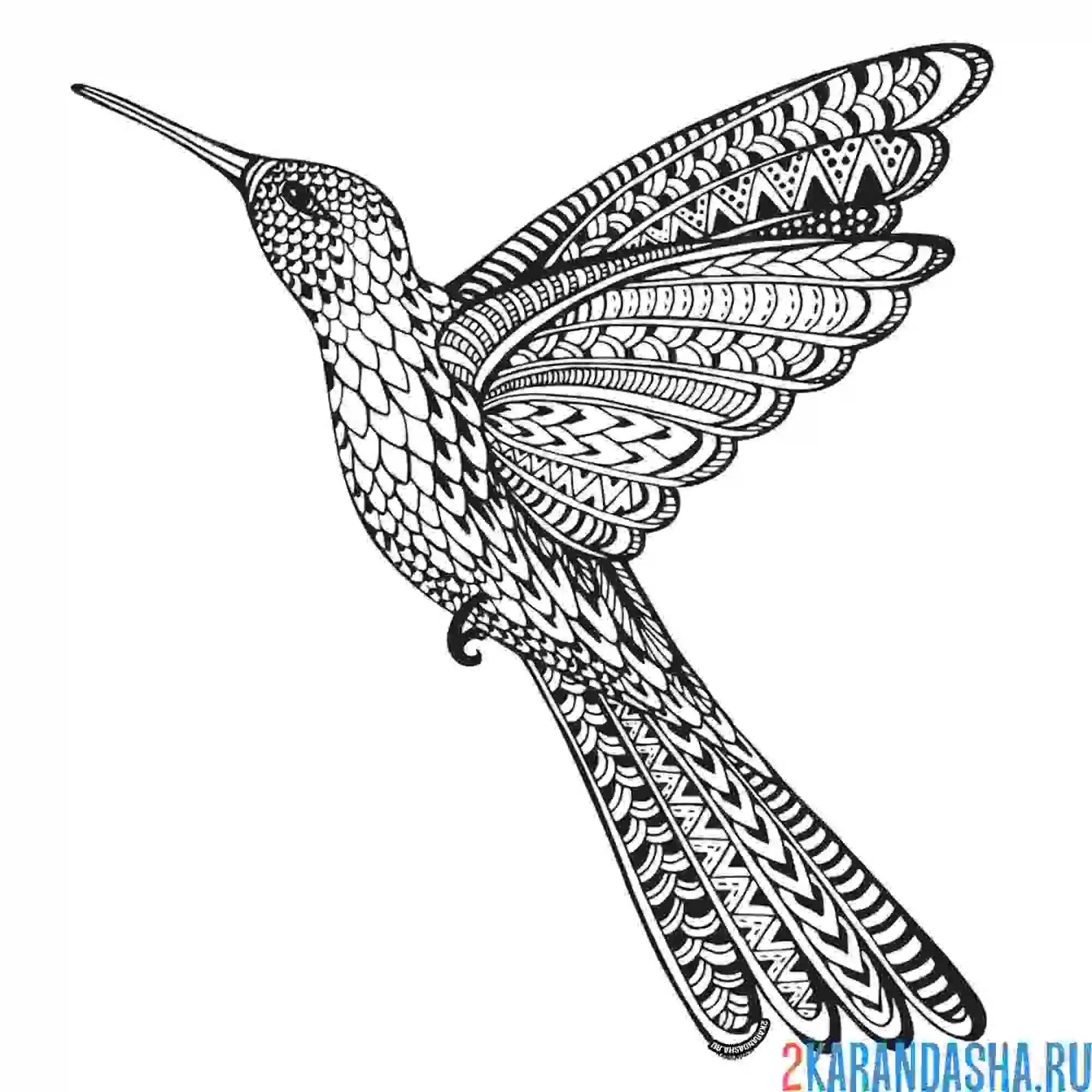 Раскраска птичка колибри