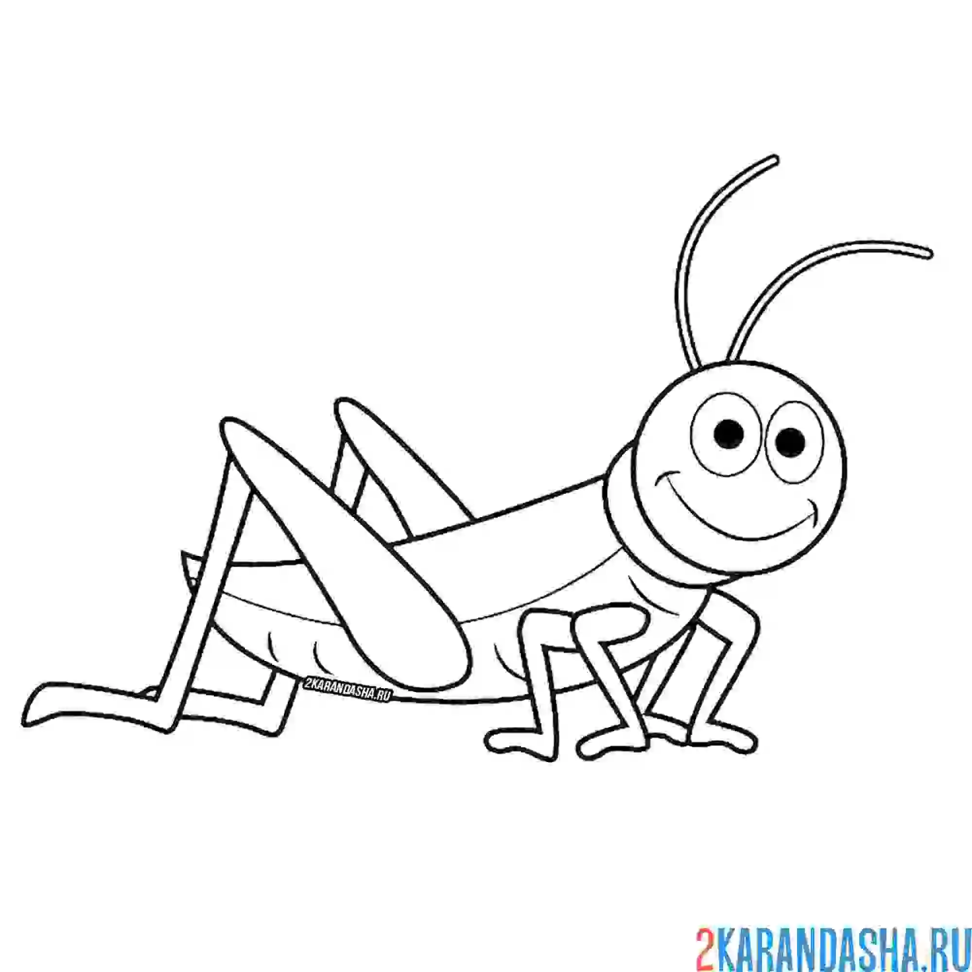 Раскраска рисунок кузнечик