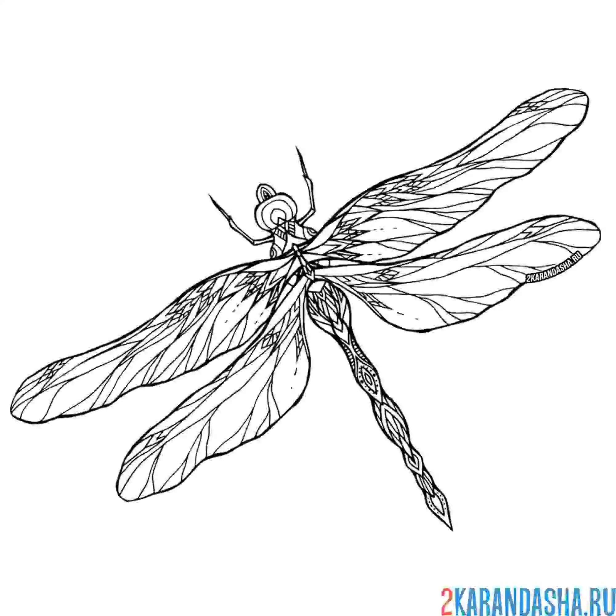 Раскраска стрекоза