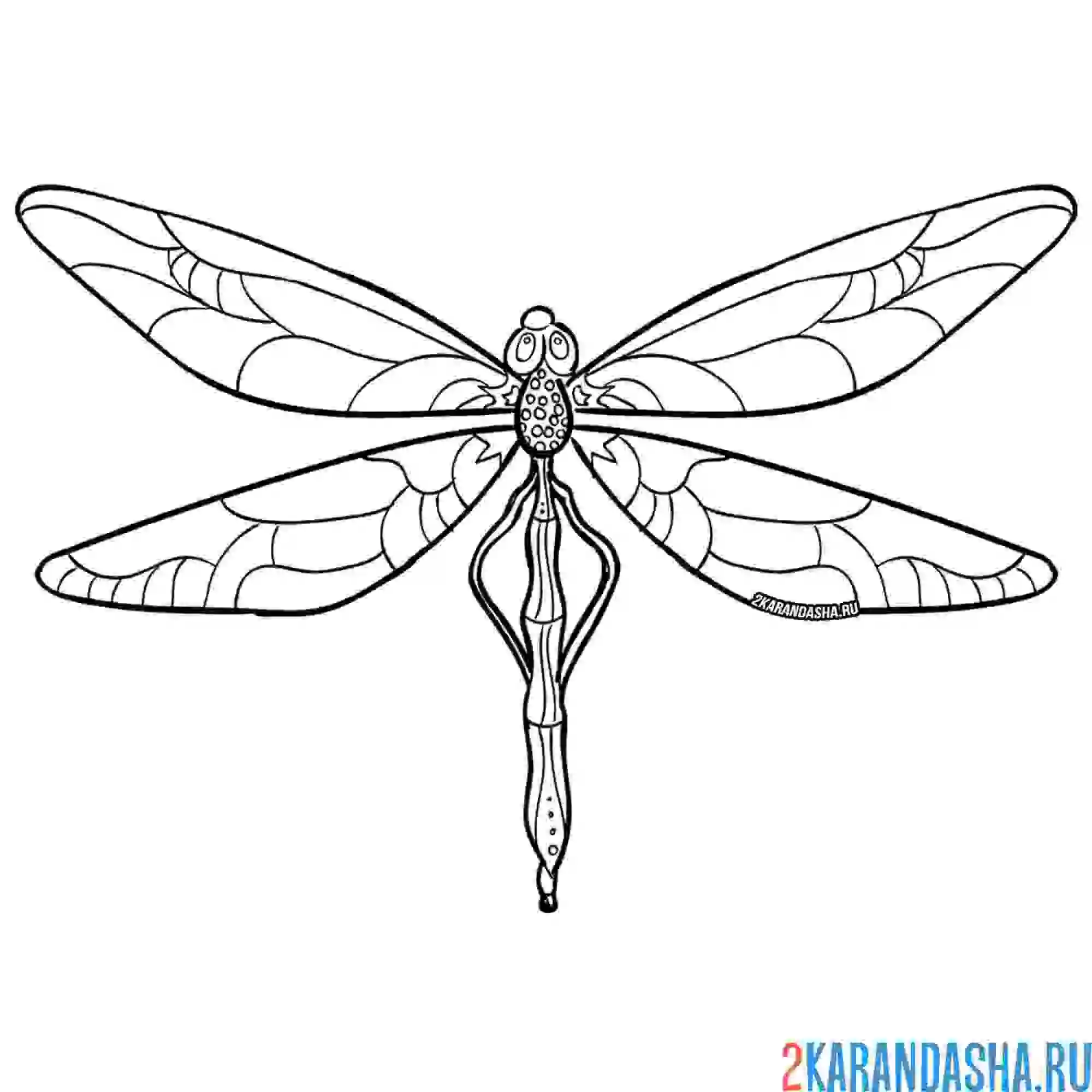 Раскраска стрекоза настоящая