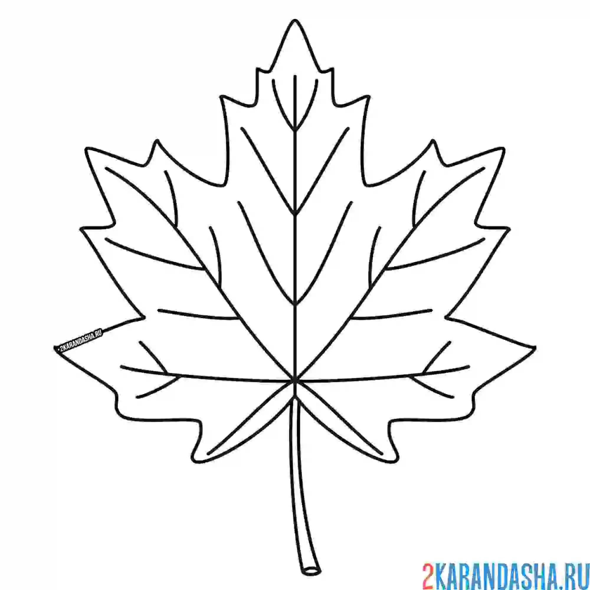 Раскраска осенний кленовый лист