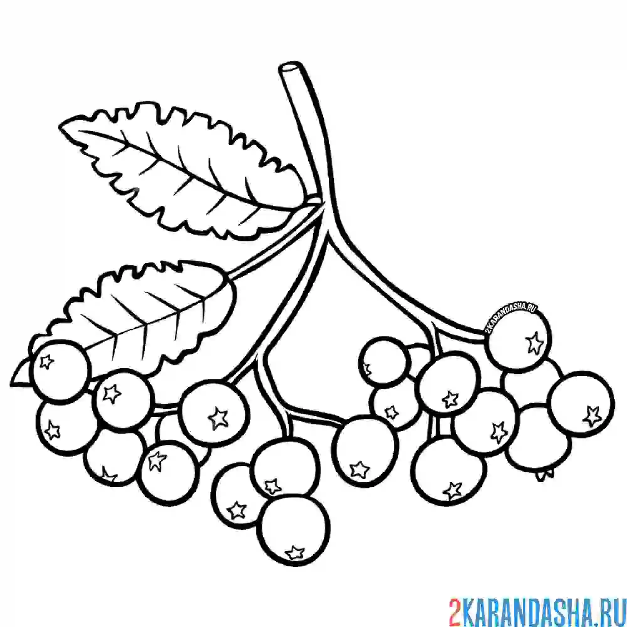 Раскраска рябина осень