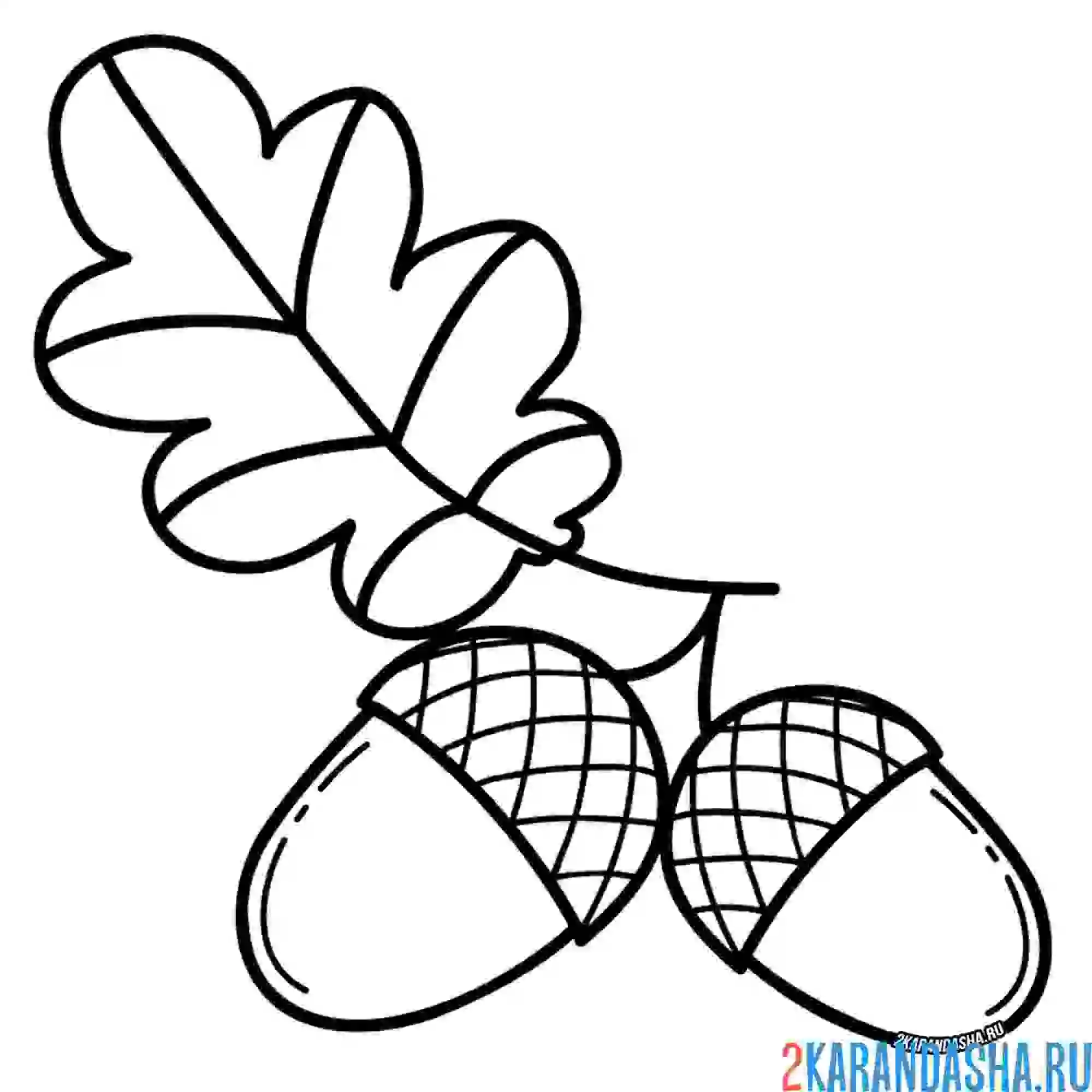 Раскраска осенний желудь