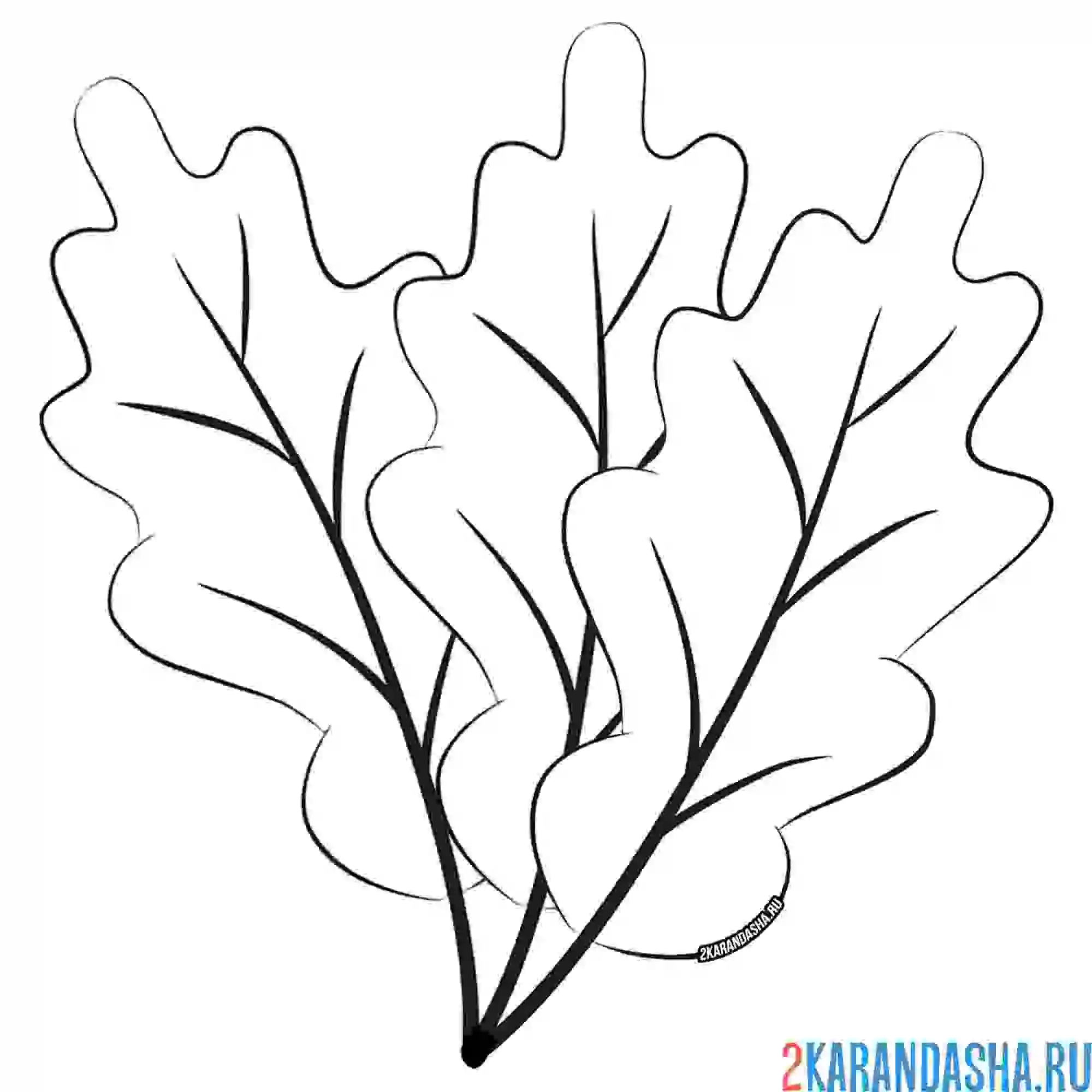 Раскраска дубовые листья осень