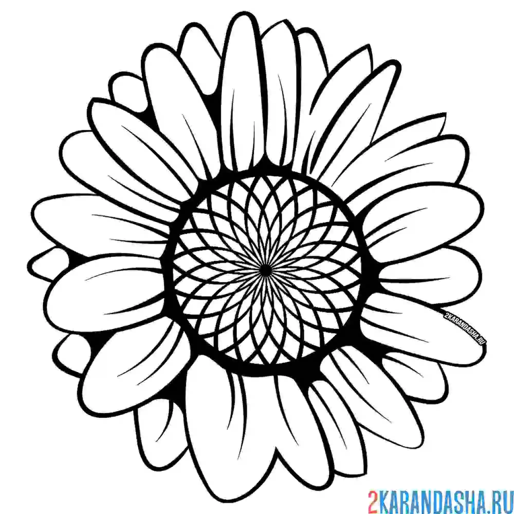 Раскраска один крупный подсолнух цветок