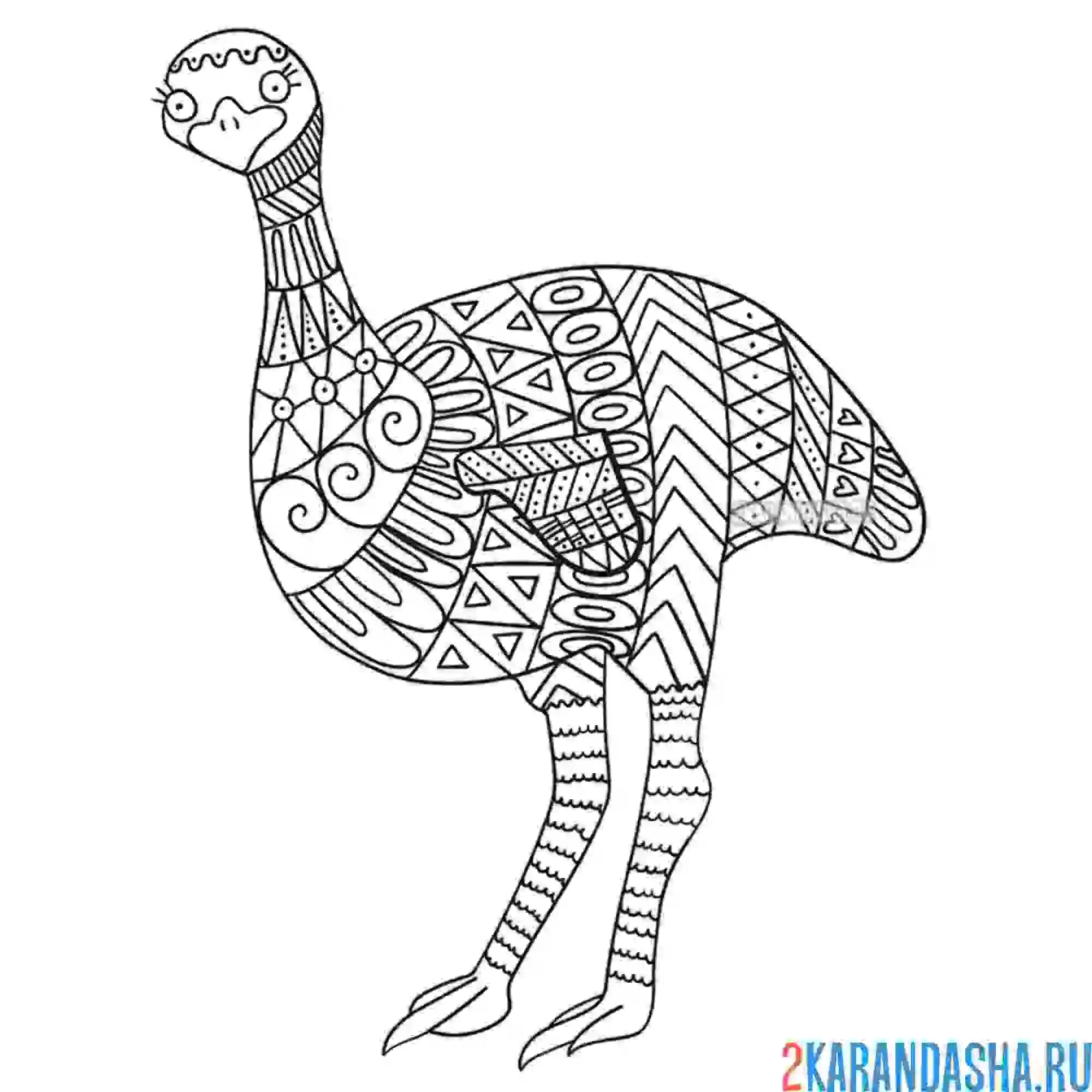 Раскраска антистресс страус животное