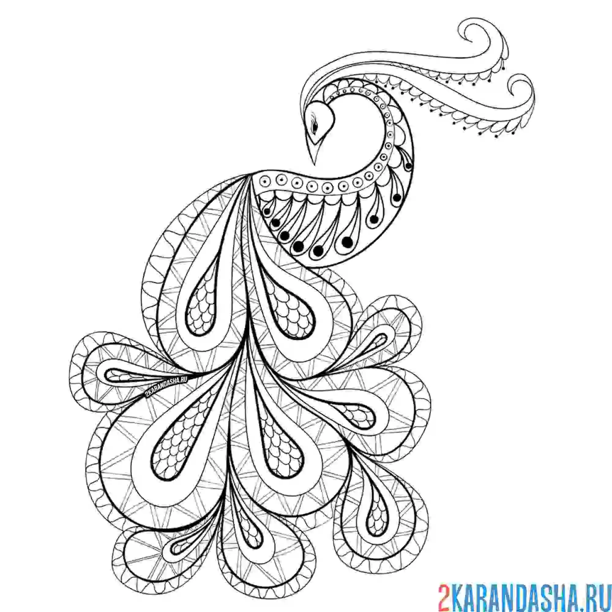 Раскраска жарптица