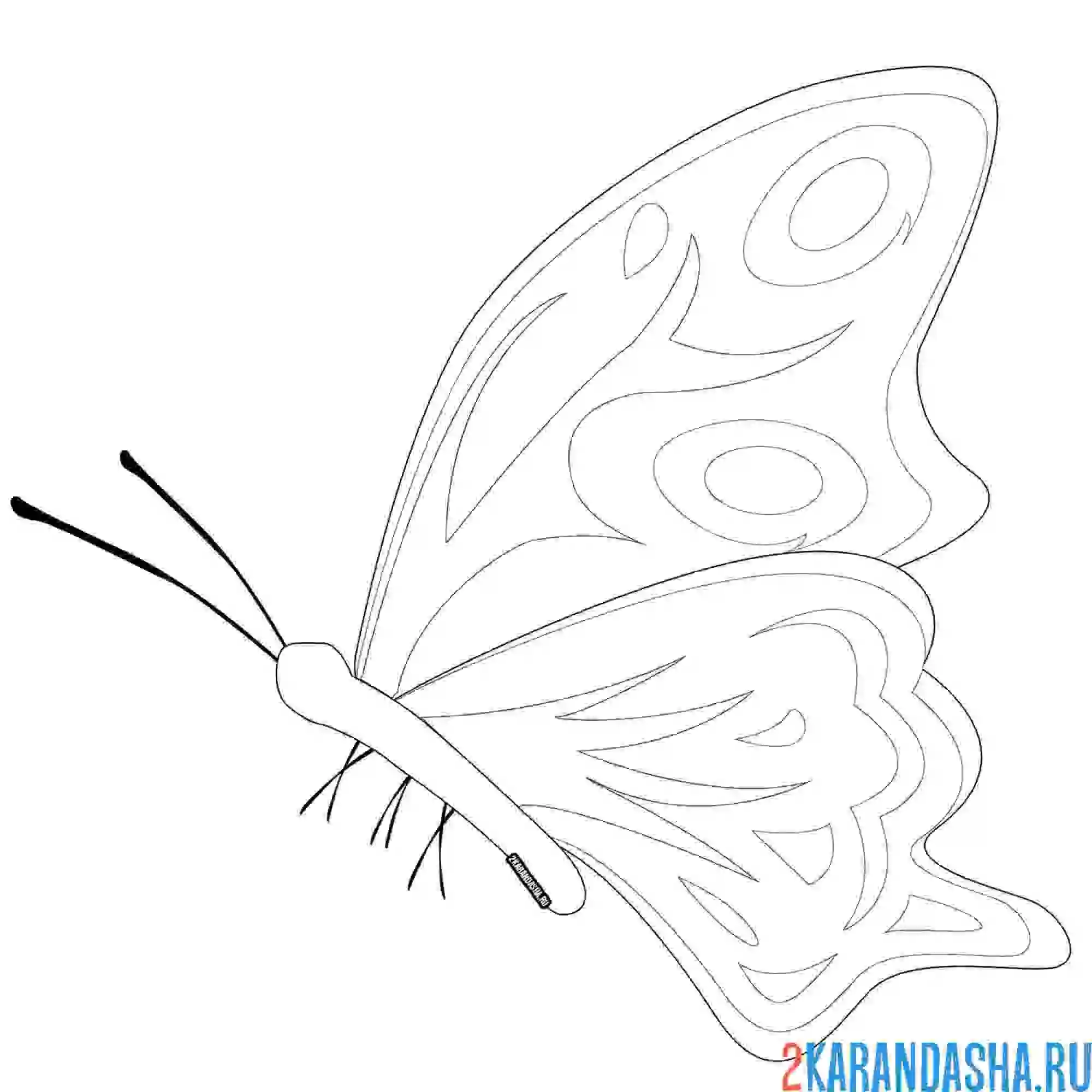 Раскраска бабочка с усиками