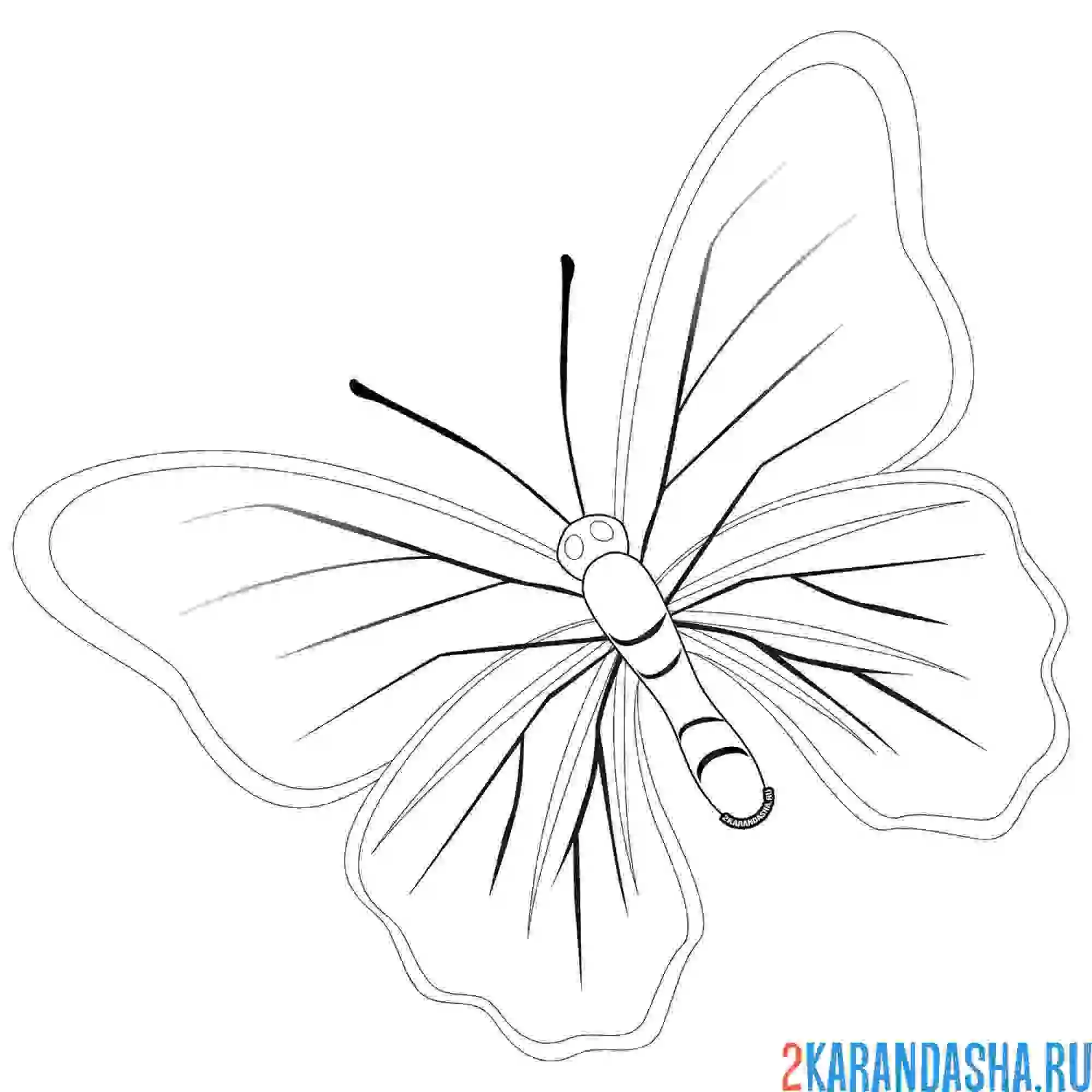 Раскраска бабочка с линиями на крыльях