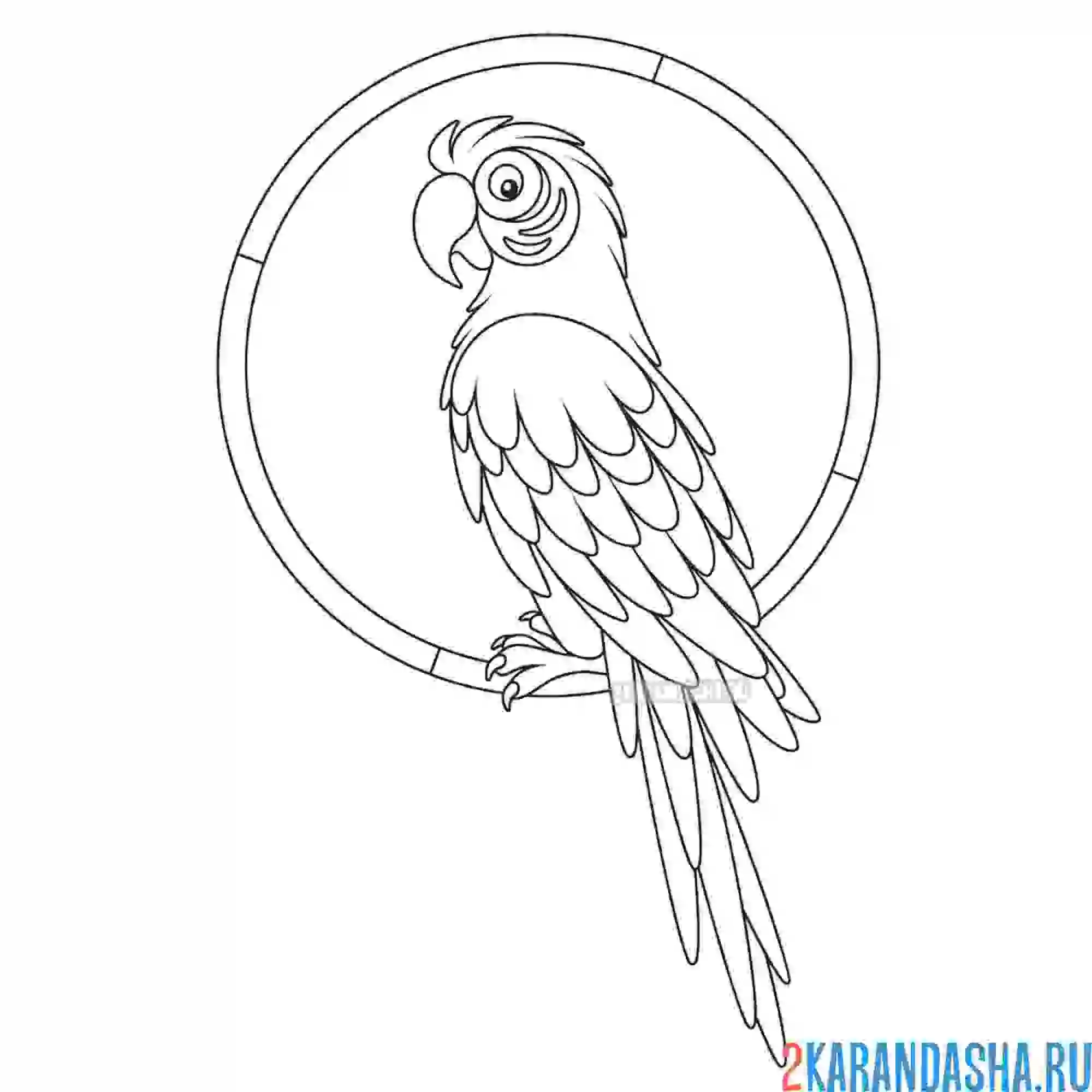 Раскраска большой попугай