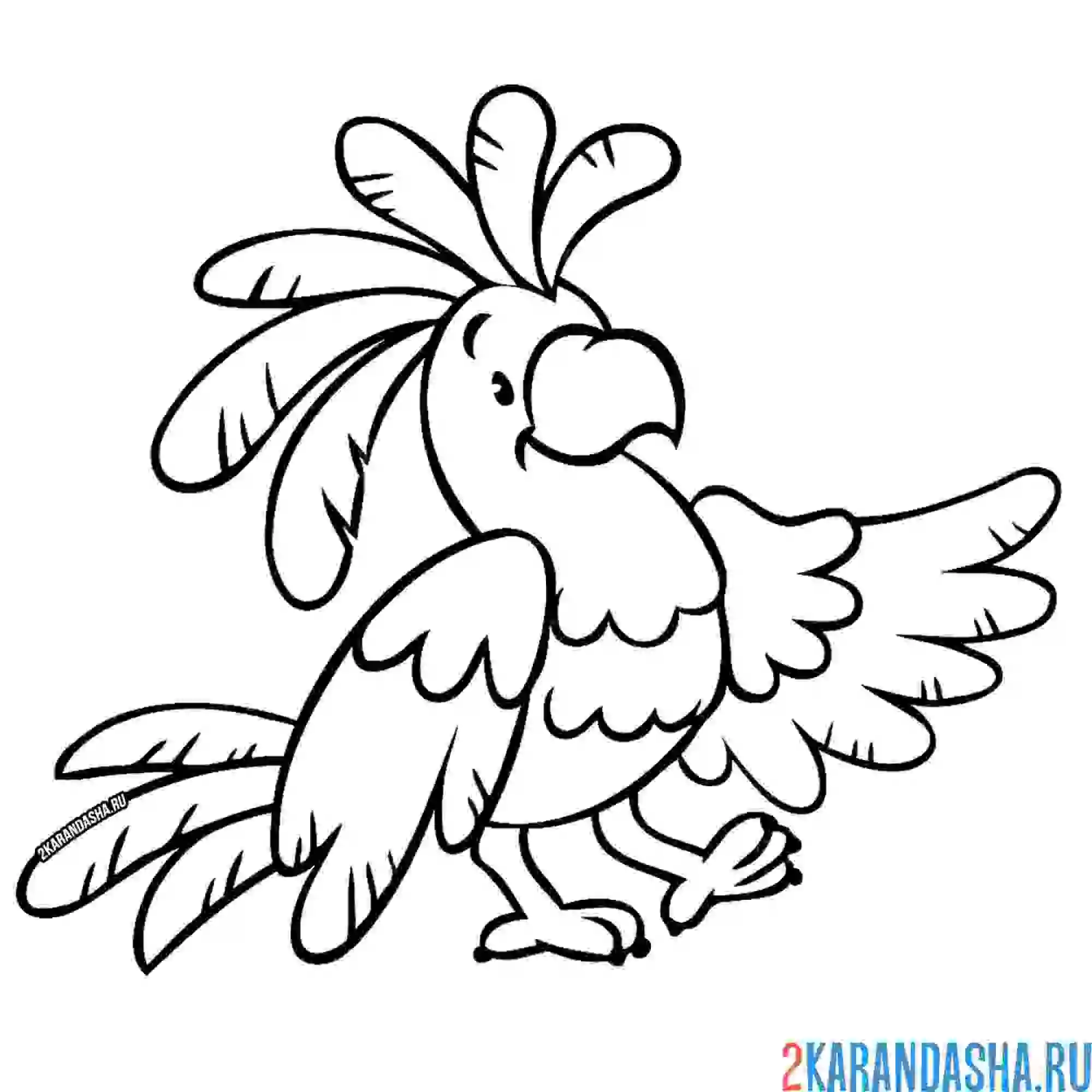 Раскраска веселый попугай