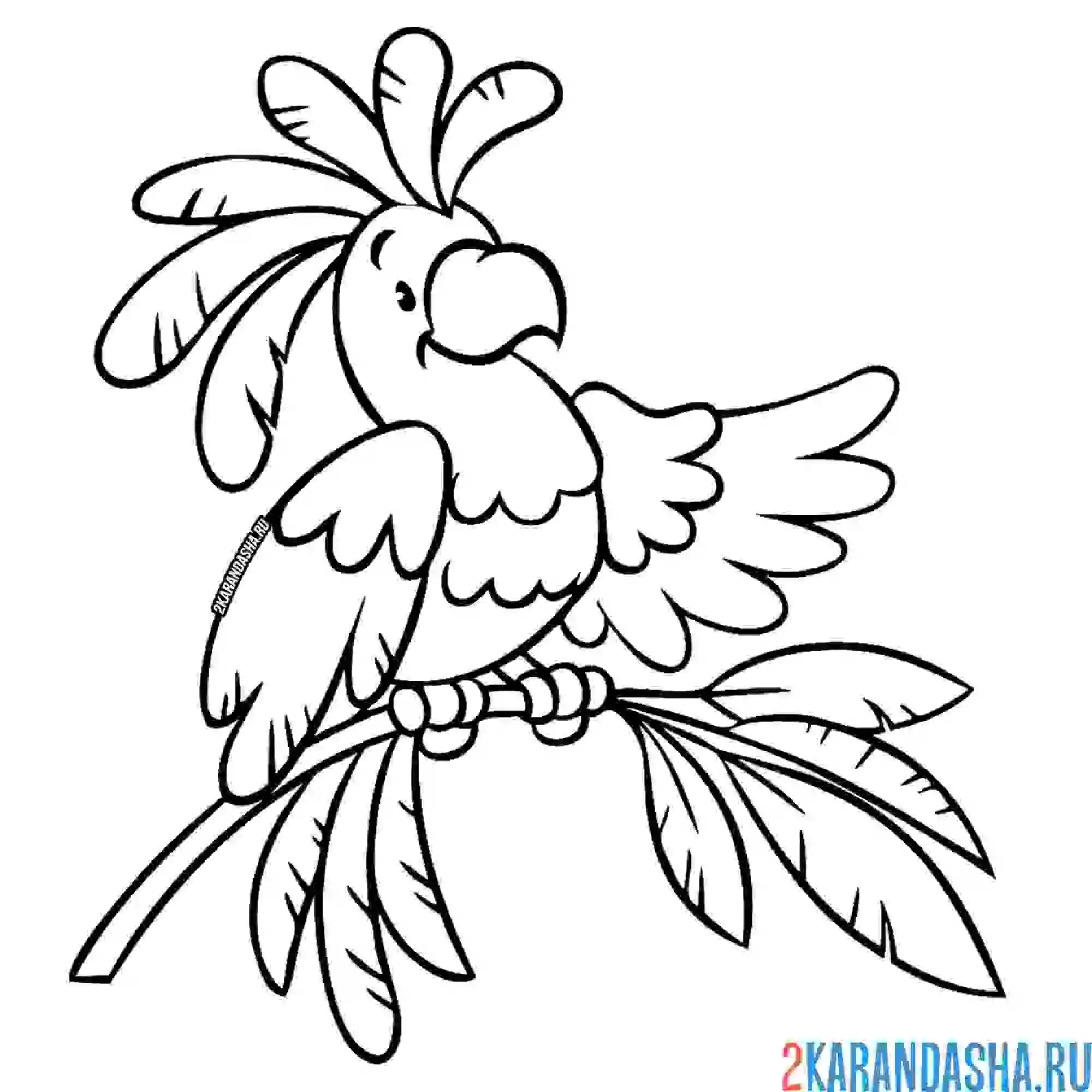 Раскраска попугай на ветке
