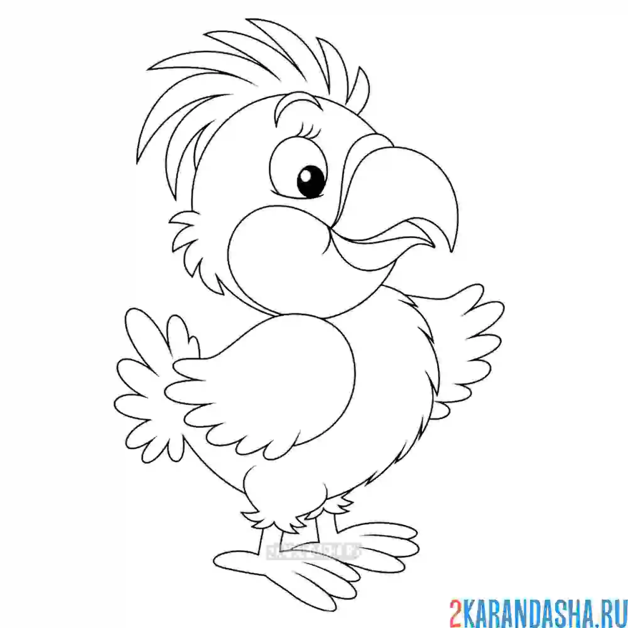 Раскраска маленький попугайчик