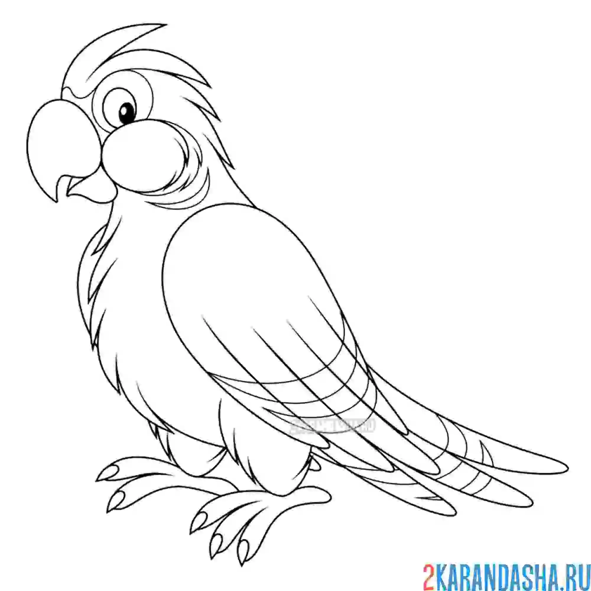 Раскраска яркий попугай