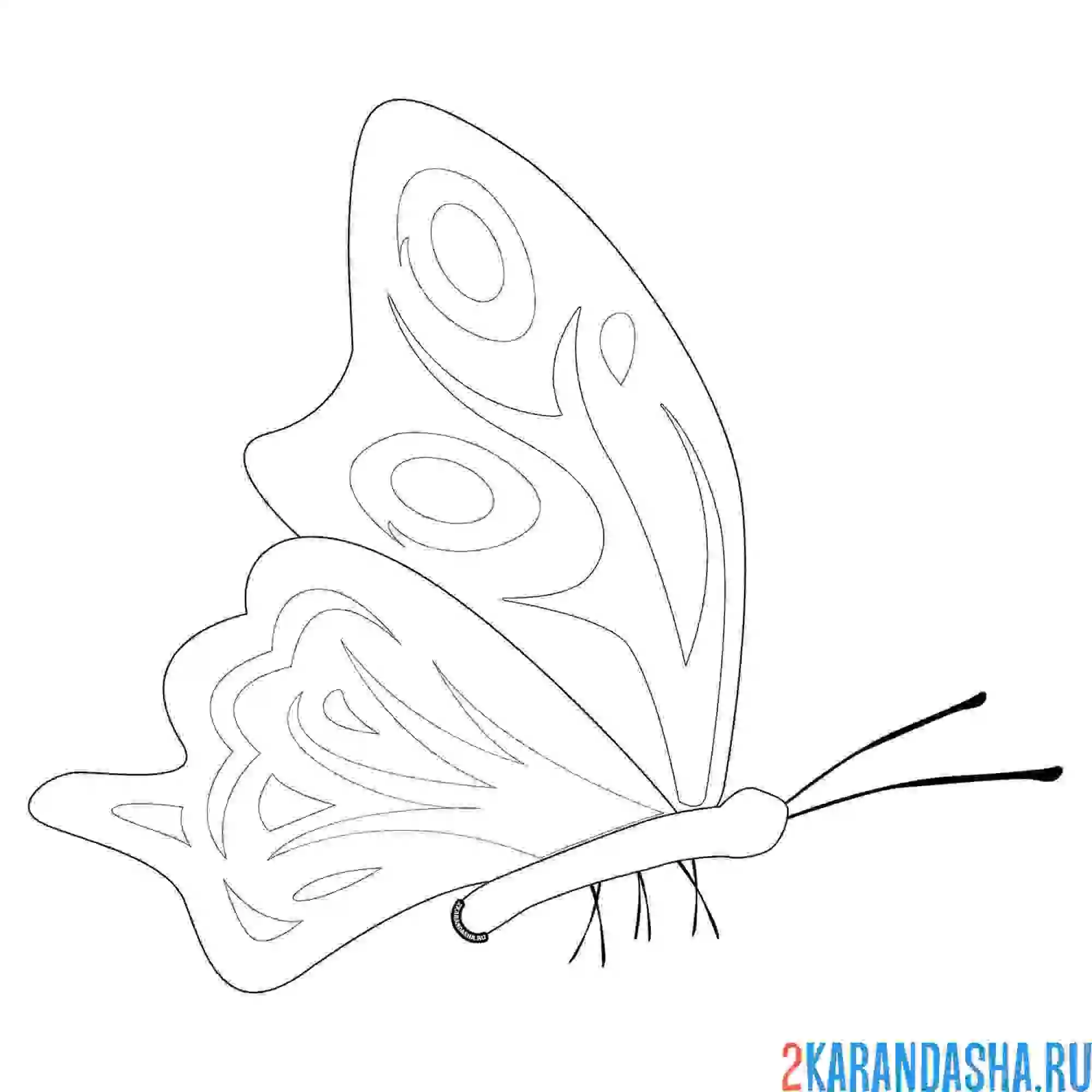 Раскраска бабочка сидит